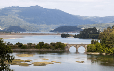 El puente de la vida